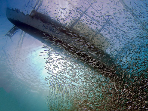 "Sardines till the last flap of the fin"
I'm just back f... by Henry Jager 